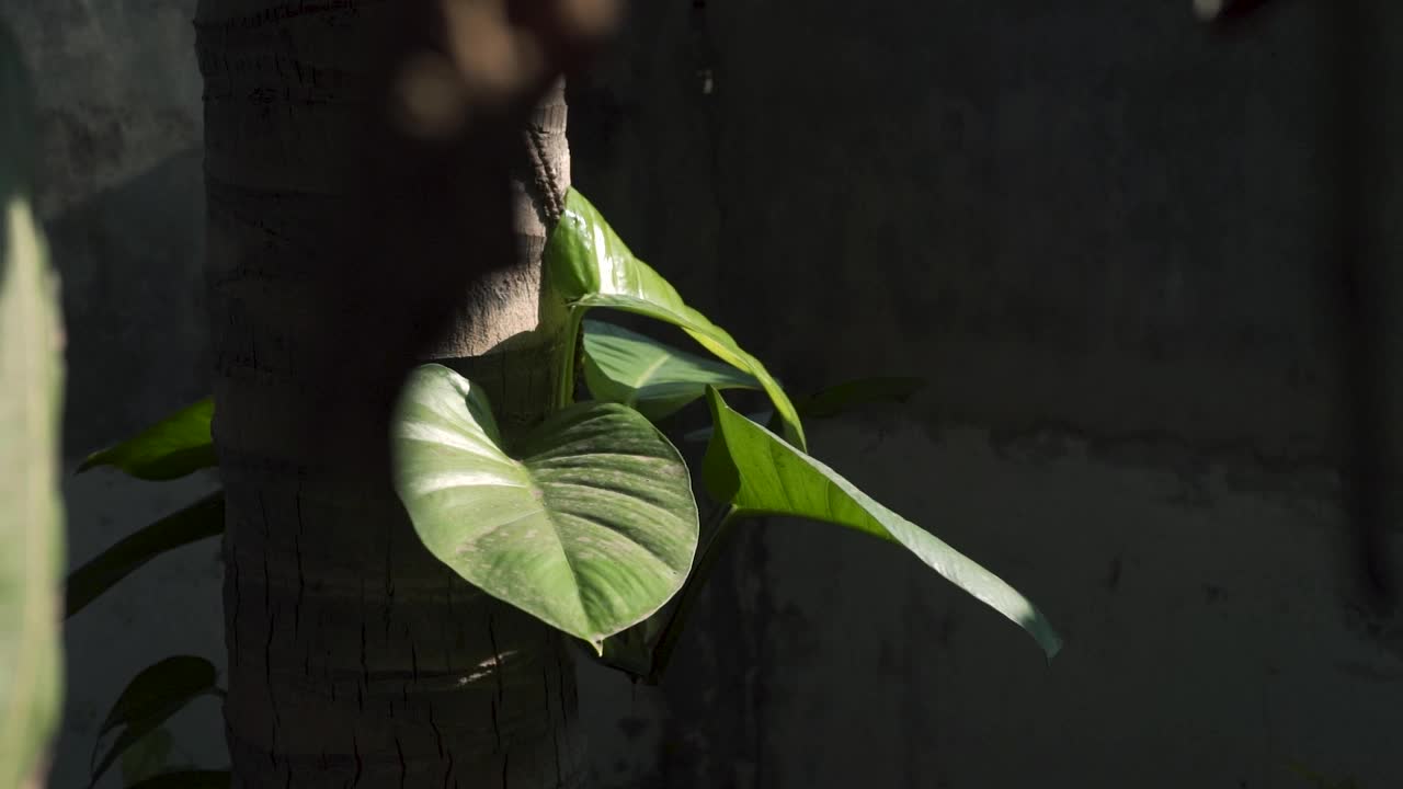 花园中一片阳光明媚的叶子与树枝相连的特写视频素材