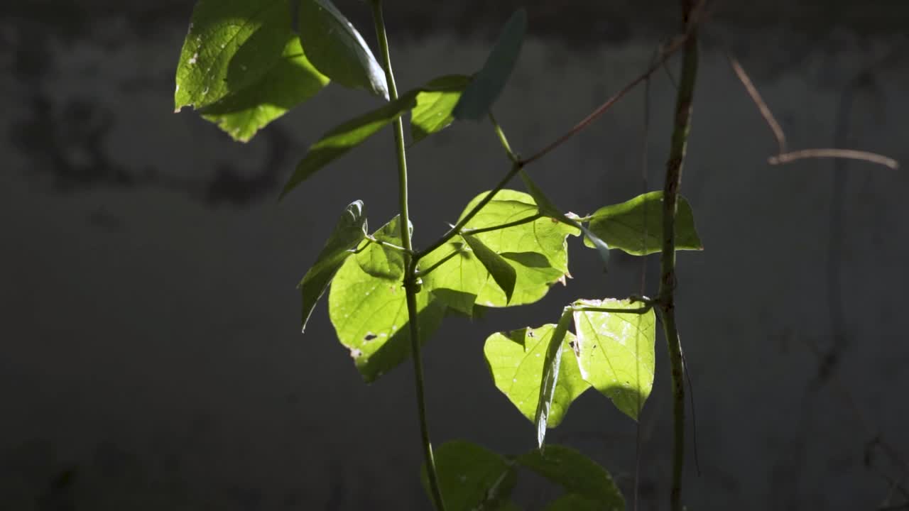 阳光明媚的树叶和花园里的小树枝的特写视频素材