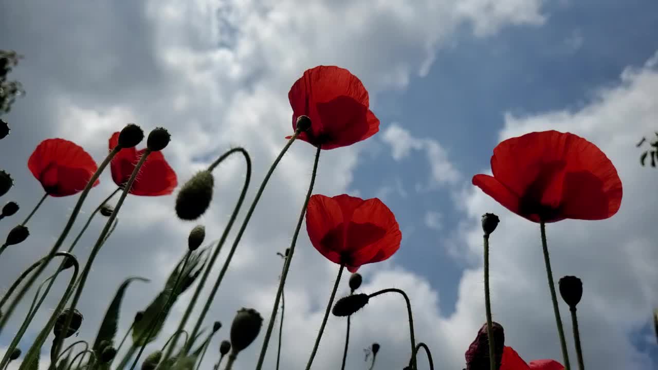 罂粟花田间轻风视频素材