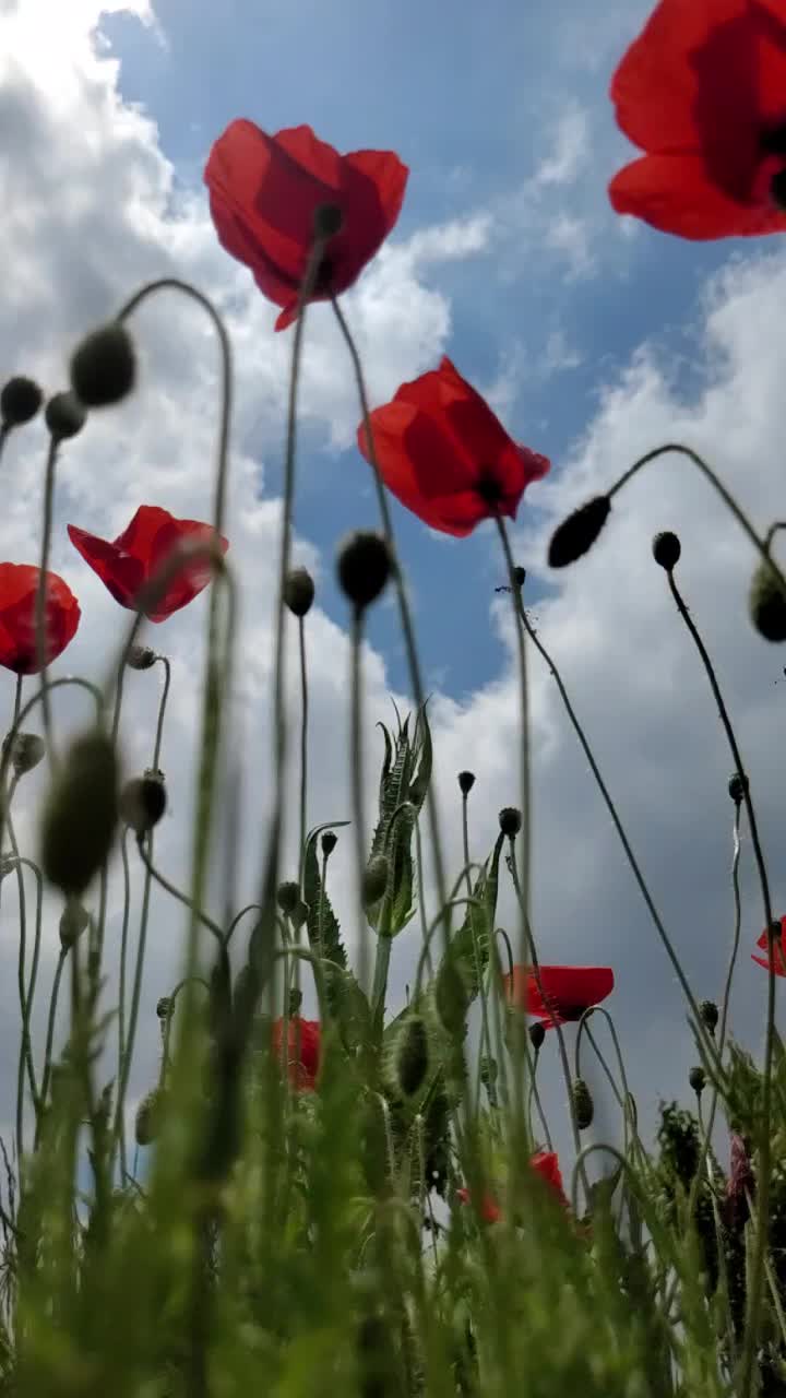 罂粟花田间轻风视频素材