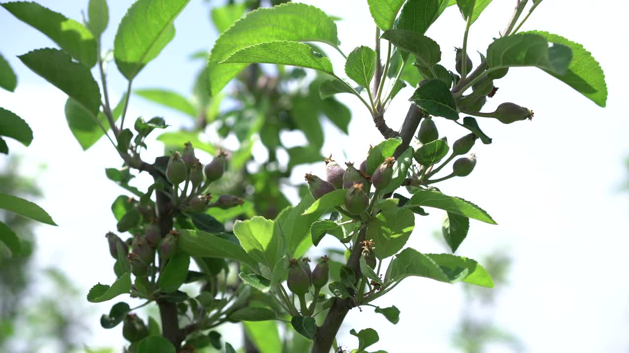 一棵盛开的苹果树树枝上的花蕾、花朵和绿色的嫩叶。视频素材