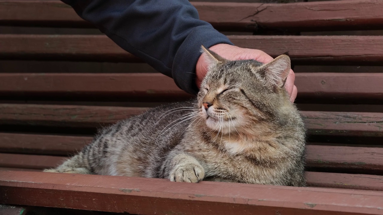 主人抚摸宠物。一名男子在户外抚摸条纹猫，抚摸一只虎斑猫视频素材