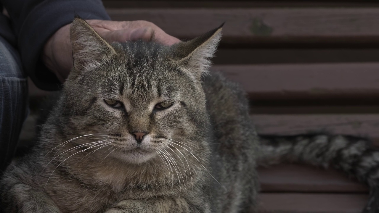 主人抚摸宠物。一名男子在户外抚摸条纹猫，抚摸一只虎斑猫视频素材