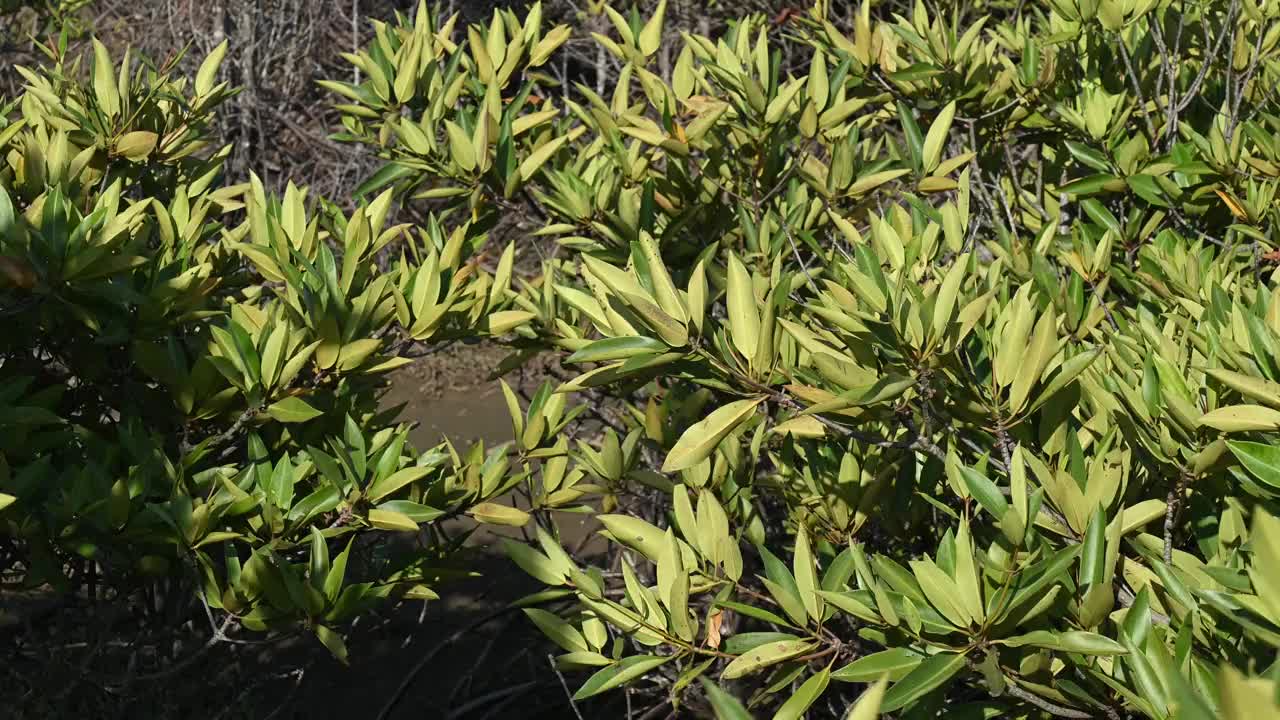 红树林植物特写视频素材