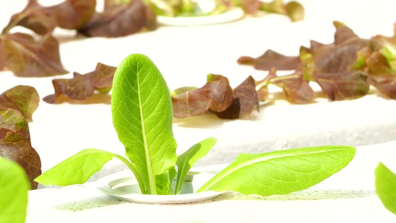 泡沫水培蔬菜视频素材