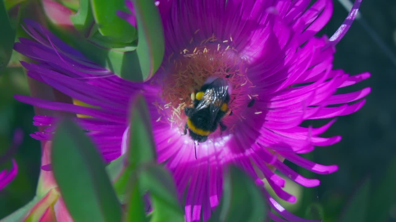 蜜蜂坐在花上采花蜜视频素材