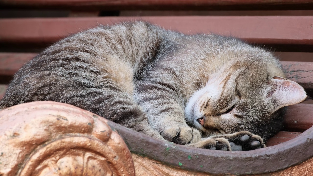 猫睡在长凳上。疲倦的条纹猫在长凳上休息视频素材