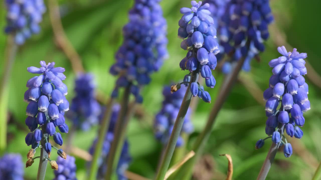 美丽的Muscari botryoides花盛开在户外视频素材