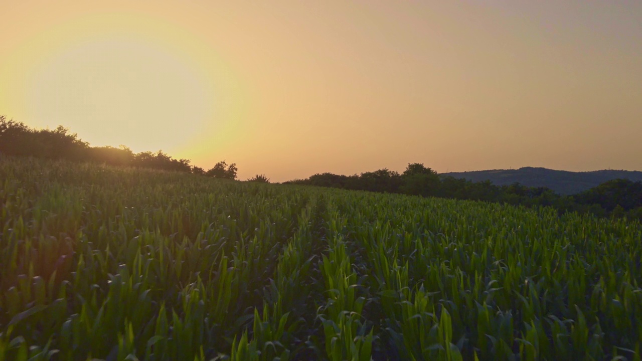 夕阳下，无人机拍摄的绿色玉米田视频素材