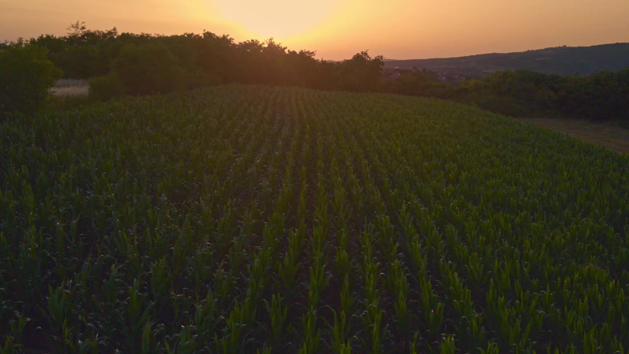 夕阳下，无人机拍摄的绿色玉米田视频素材