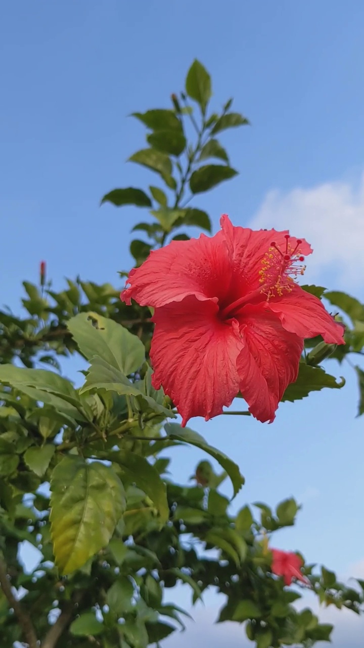 芙蓉视频素材