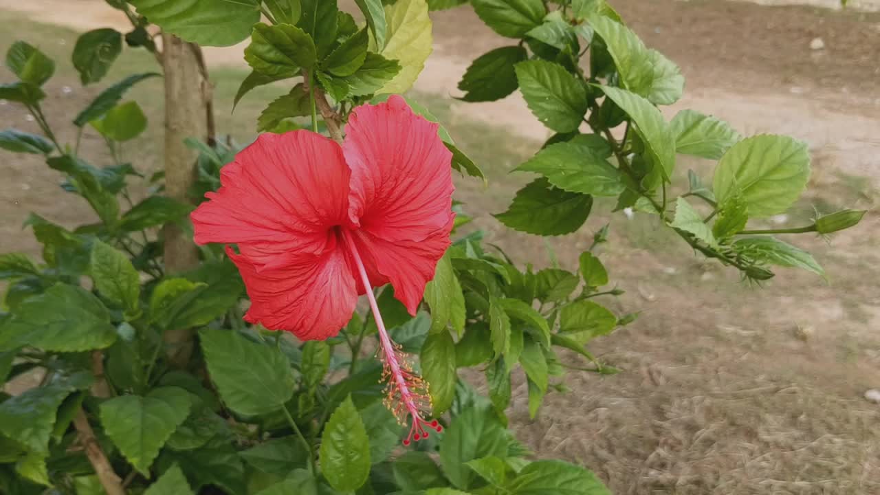 芙蓉视频素材