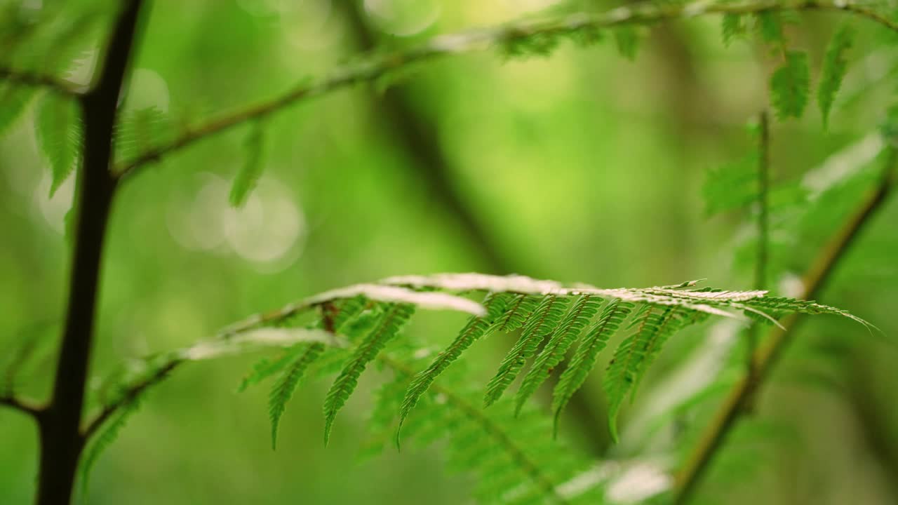 马达加斯加岛热带雨林中绿色蕨类植物的叶子特写视频素材