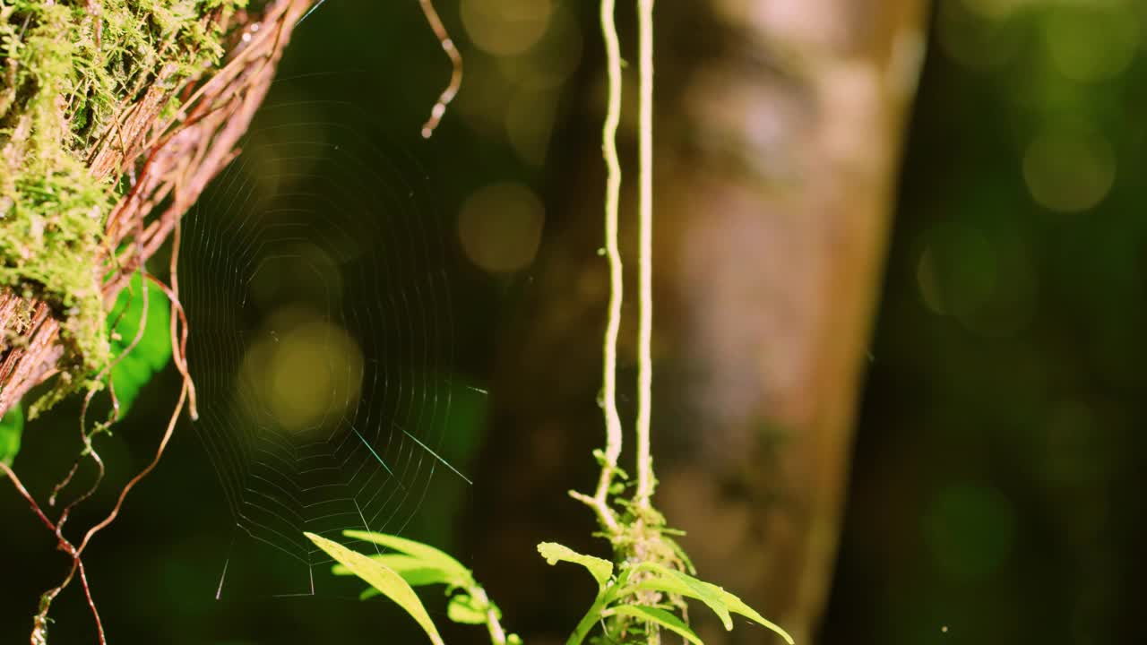 马达加斯加岛热带雨林中的蜘蛛网特写视频素材