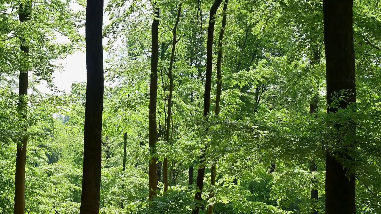 春天的山毛榉树林视频素材