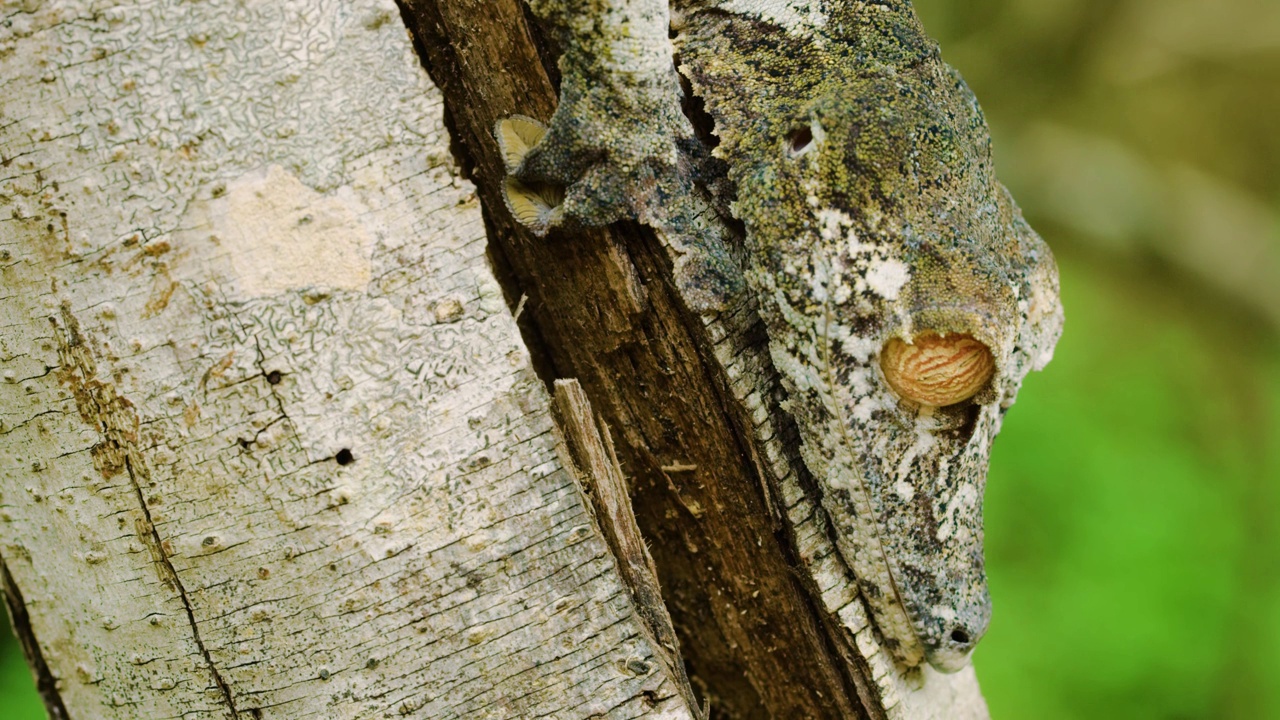 马达加斯加岛上的一只苔叶尾壁虎(Uroplatus sikorae)的特写视频素材