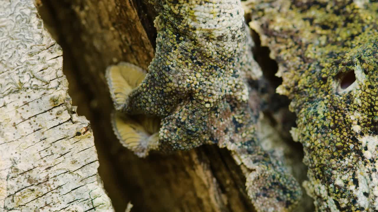 马达加斯加岛上的一只苔叶尾壁虎(Uroplatus sikorae)的特写视频素材