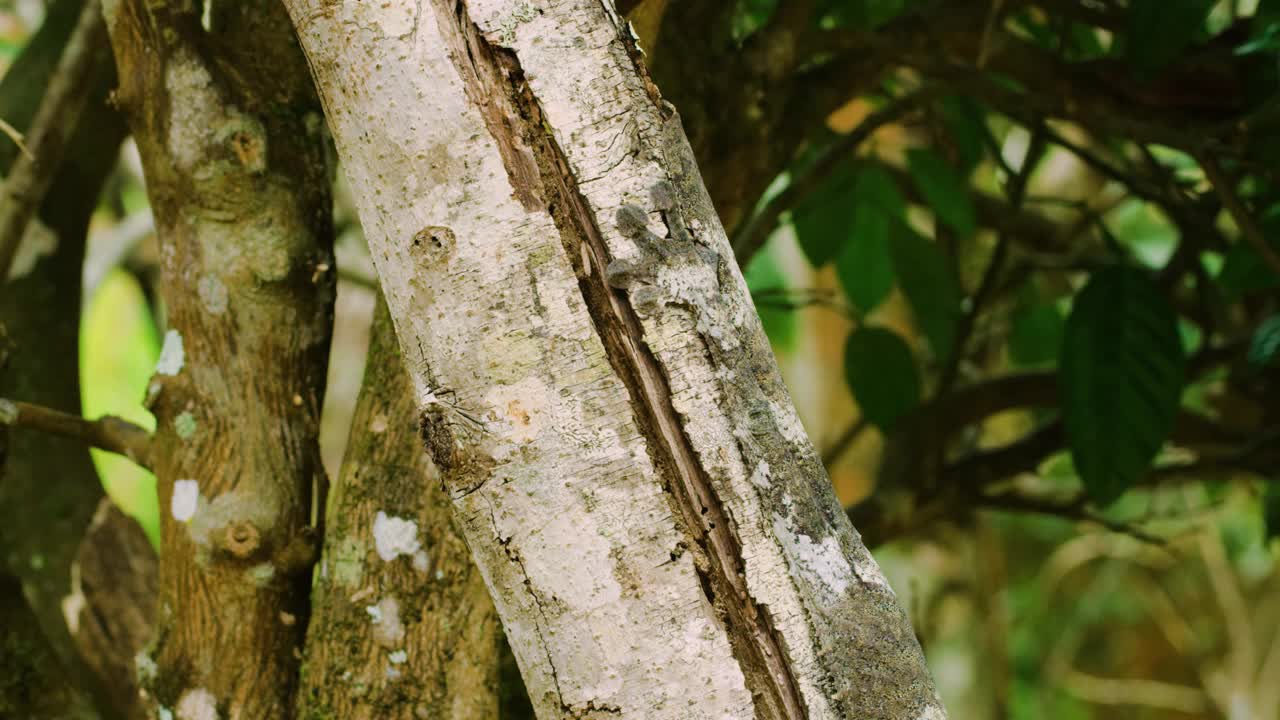 马达加斯加岛上的一只苔叶尾壁虎(Uroplatus sikorae)的特写视频素材