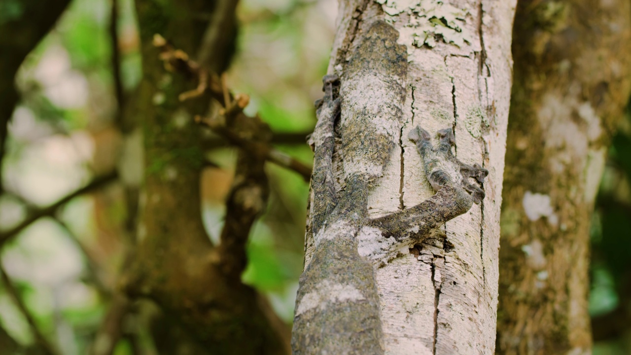 马达加斯加岛上的一只苔叶尾壁虎(Uroplatus sikorae)的特写视频素材