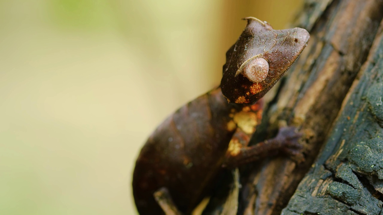 马达加斯加岛热带雨林中叶尾壁虎(Uroplatus phantasticus)头部特写视频素材