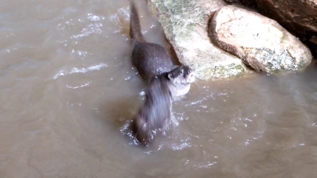 水獭(Aonyx capensis)玩耍和滚动视频下载