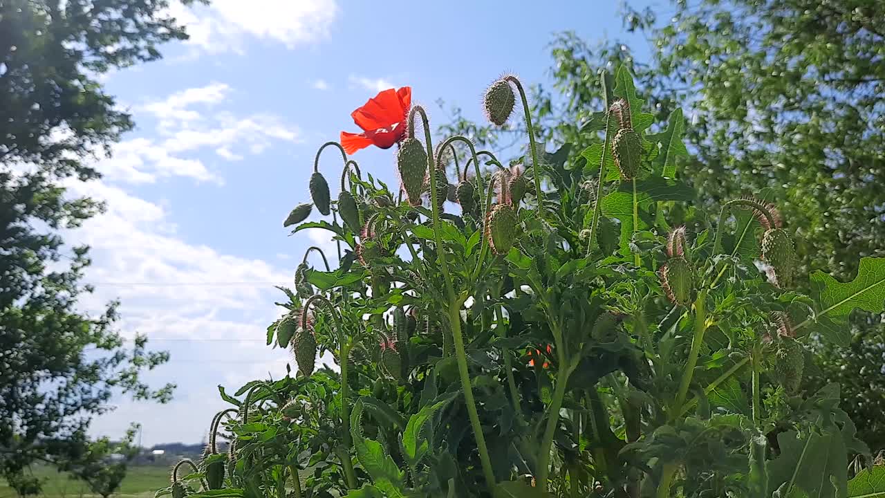 罂粟对着天空生长视频素材