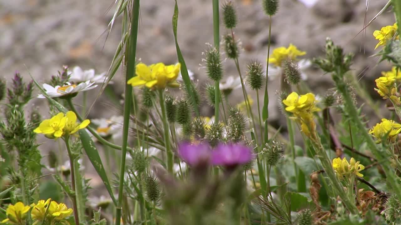 野花视频素材