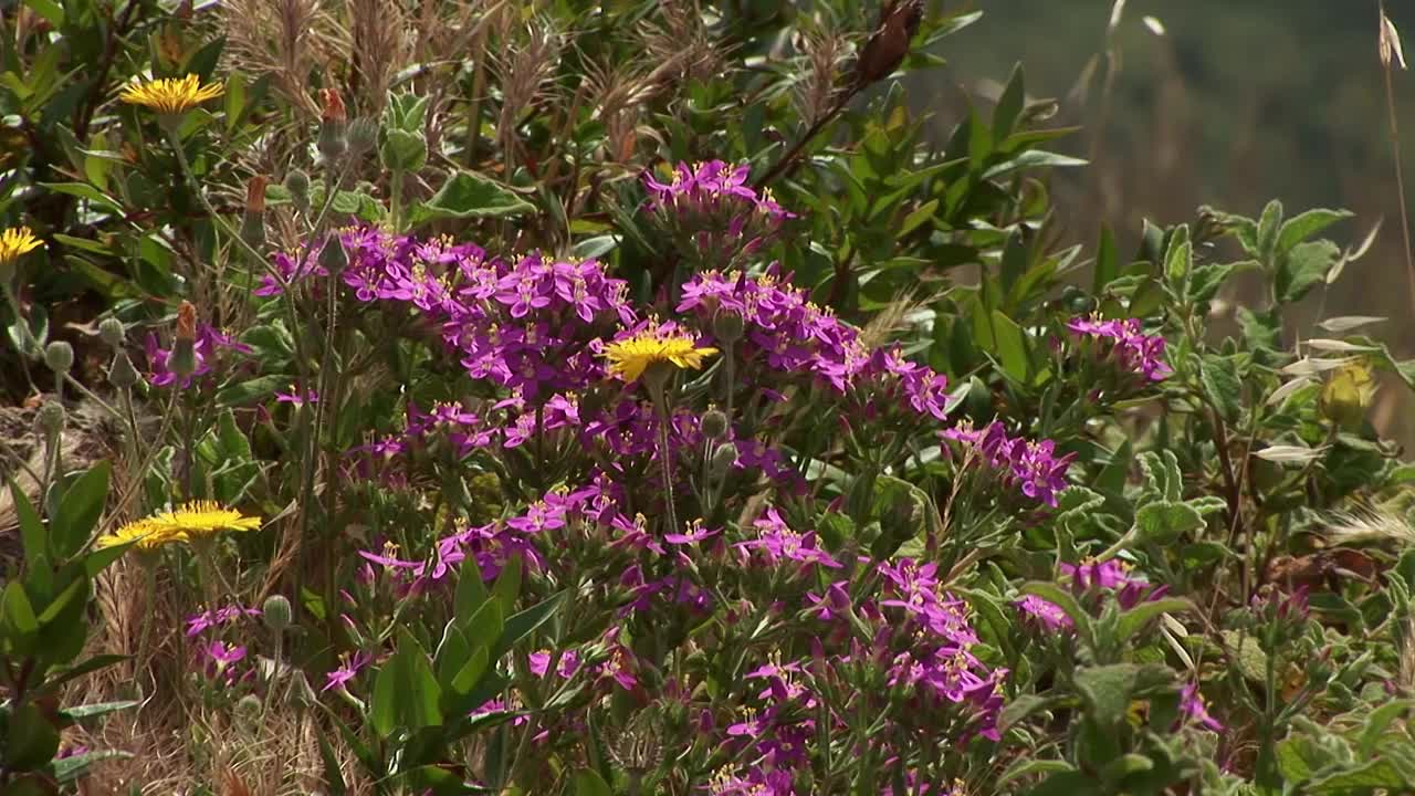 野花:半人马座视频素材