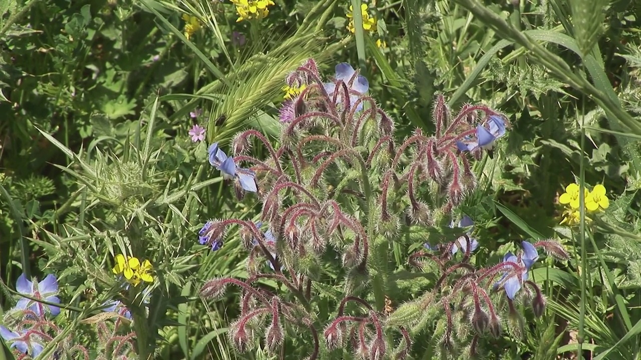 野花视频素材