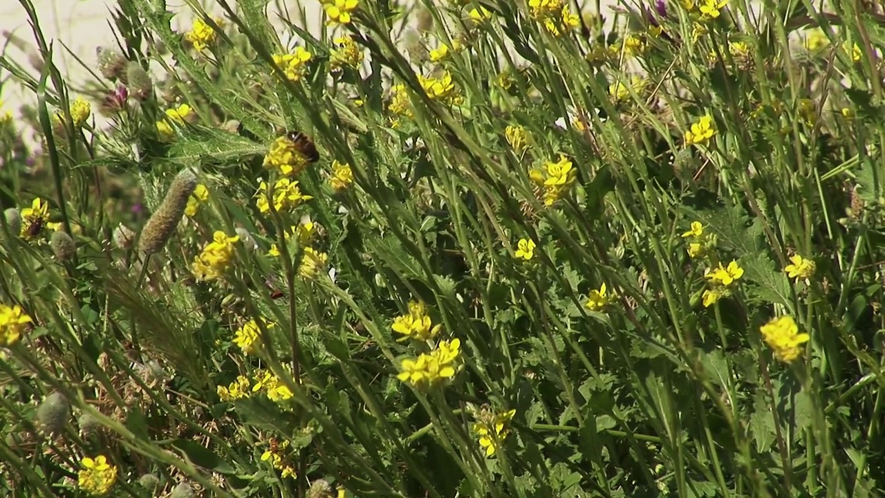 野花视频素材