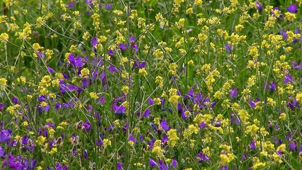 野花视频素材