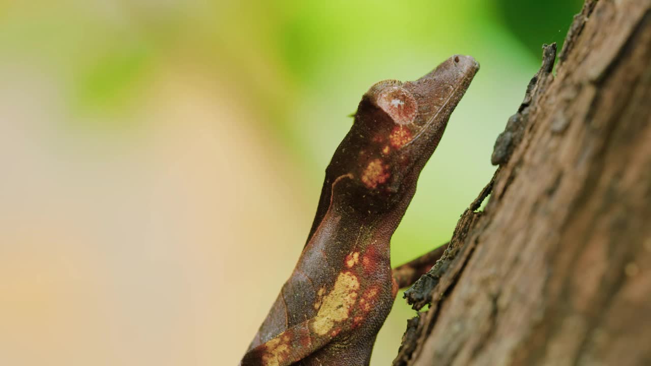 马达加斯加岛热带雨林中的叶尾壁虎(Uroplatus phantasticus)视频素材