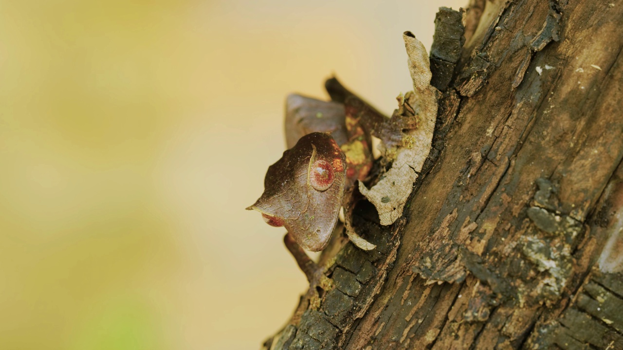 马达加斯加岛热带雨林中的叶尾壁虎(Uroplatus phantasticus)视频素材