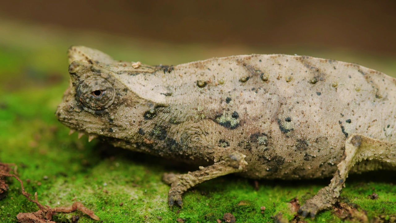 马达加斯加岛一只褐叶变色龙(Brookesia superciliaris)的近照视频素材