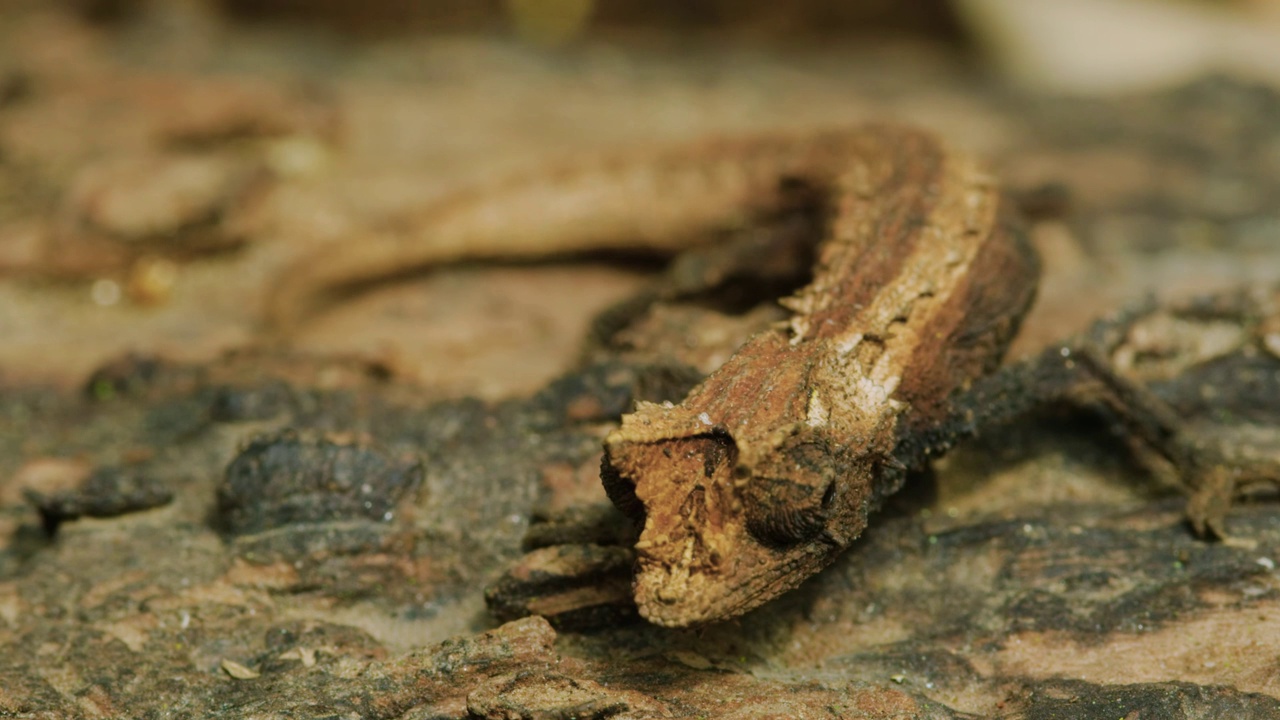 马达加斯加岛上一只冠毛壁虎(Correlophus ciliatus)的特写视频素材