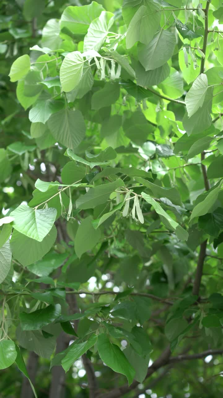 新鲜的菩提树春天的叶子视频素材