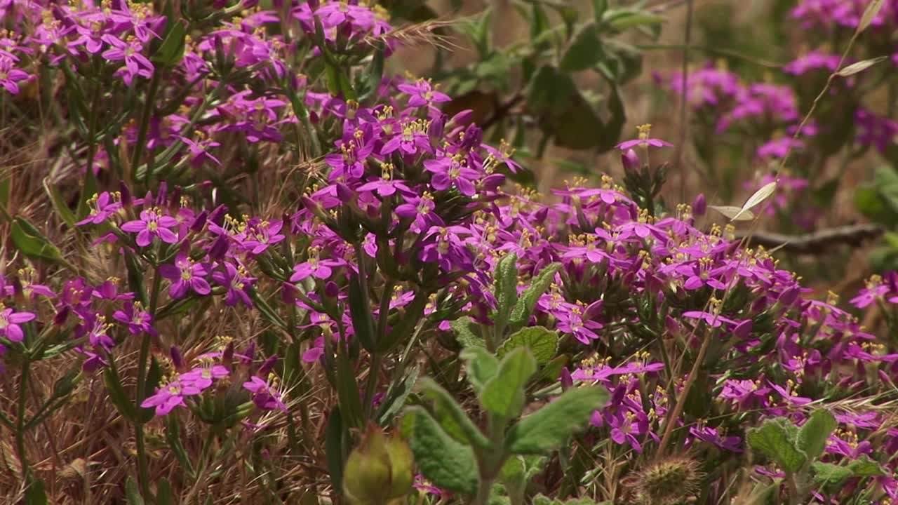 野花:半人马座视频素材