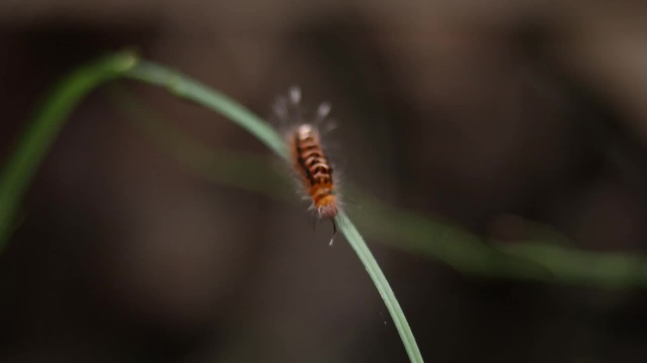 毛毛虫在绿色背景的树枝上滑动视频素材