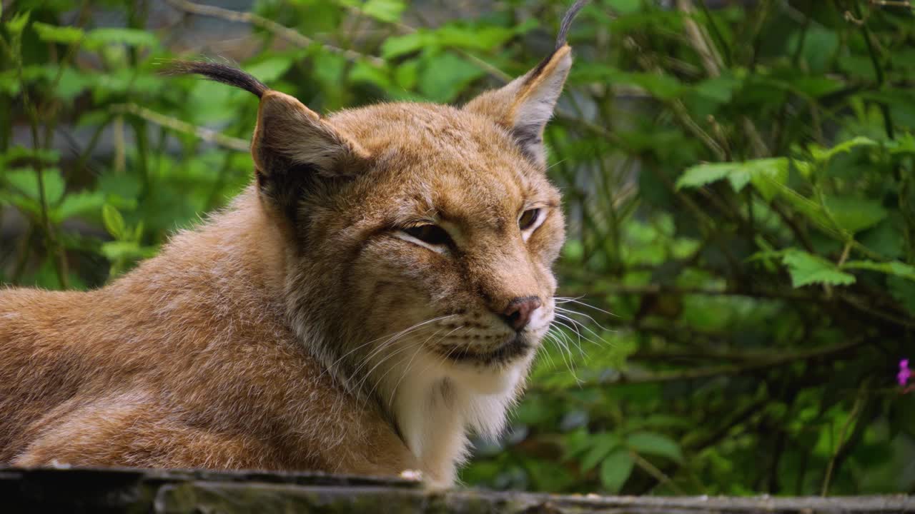 山猫的特写视频素材