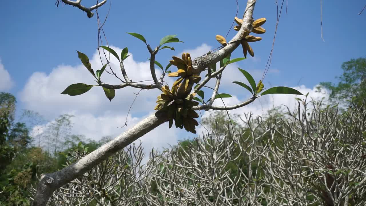 树视频素材