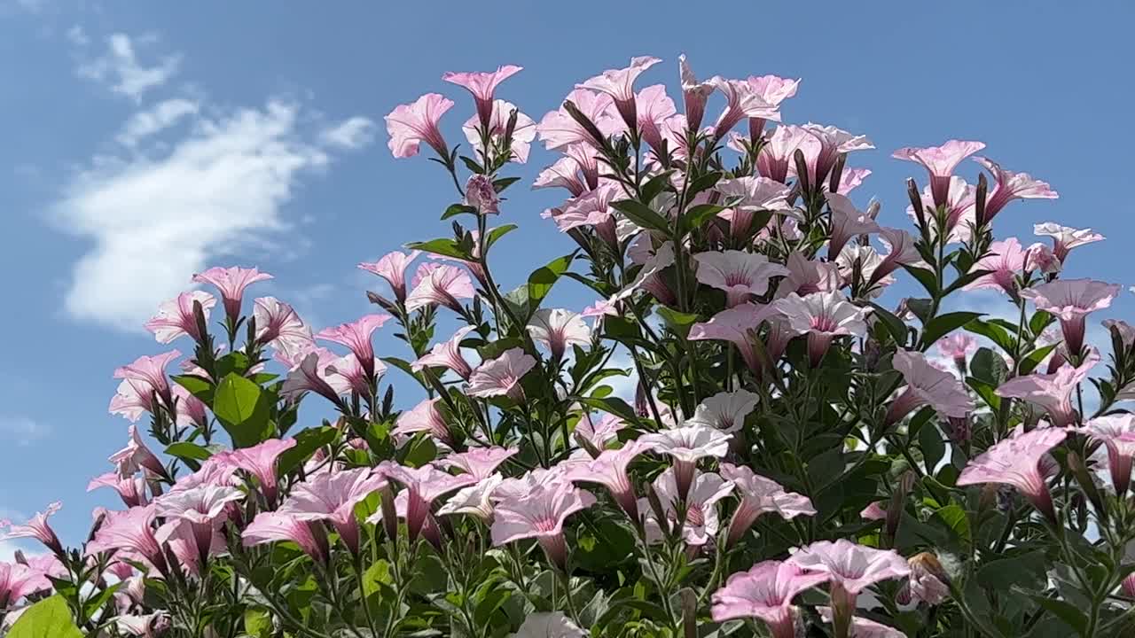 粉红色的牵牛花在蓝色的天空上。视频素材