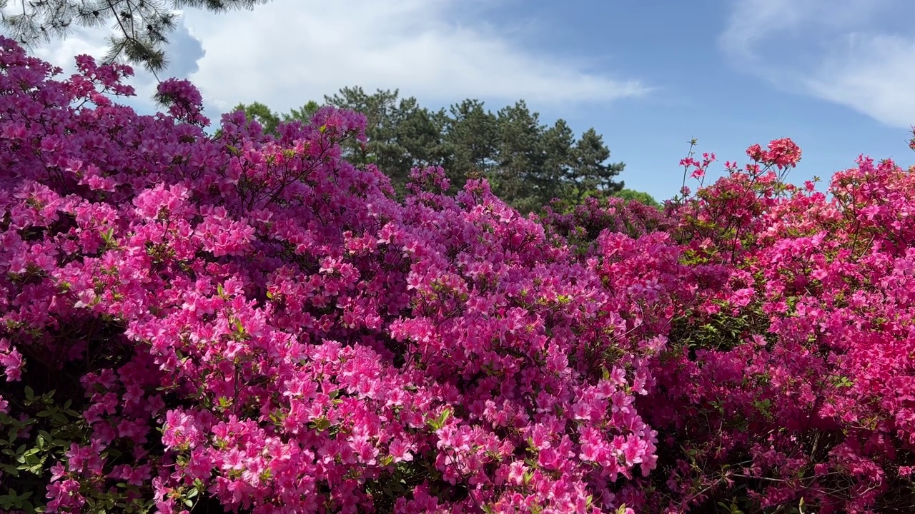 粉红色的花在公园的杜鹃花。视频素材