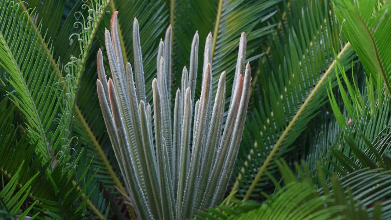 古苏铁植物或西米棕榈绿叶背景，苏铁绿叶热带绿叶树。视频素材