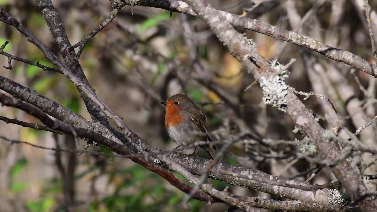 花园的鸟类。Robin Erithacus rubecula坐在树枝上视频素材