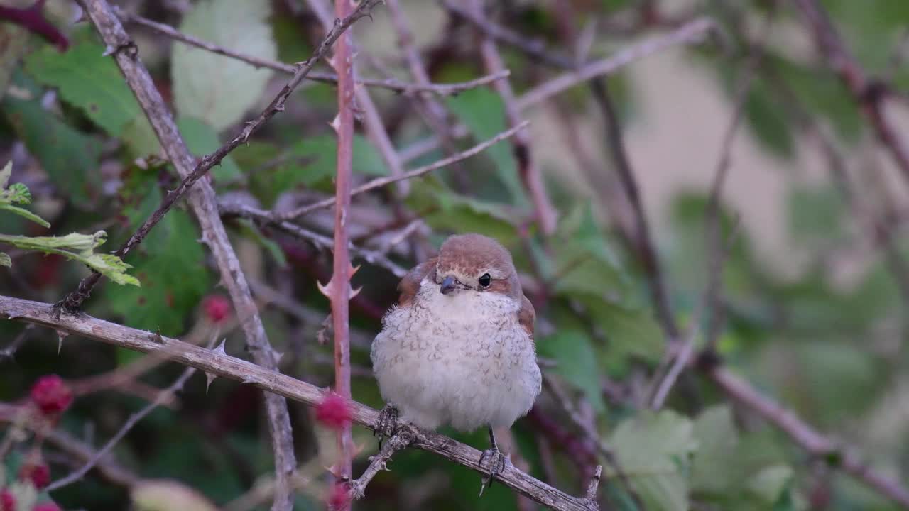 红背伯劳鸟(Lanius collurio)，栖息在灌木丛的树枝上视频素材