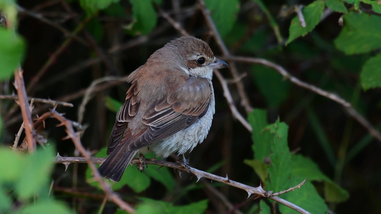 红背伯劳鸟(Lanius collurio)，栖息在灌木丛的树枝上视频素材