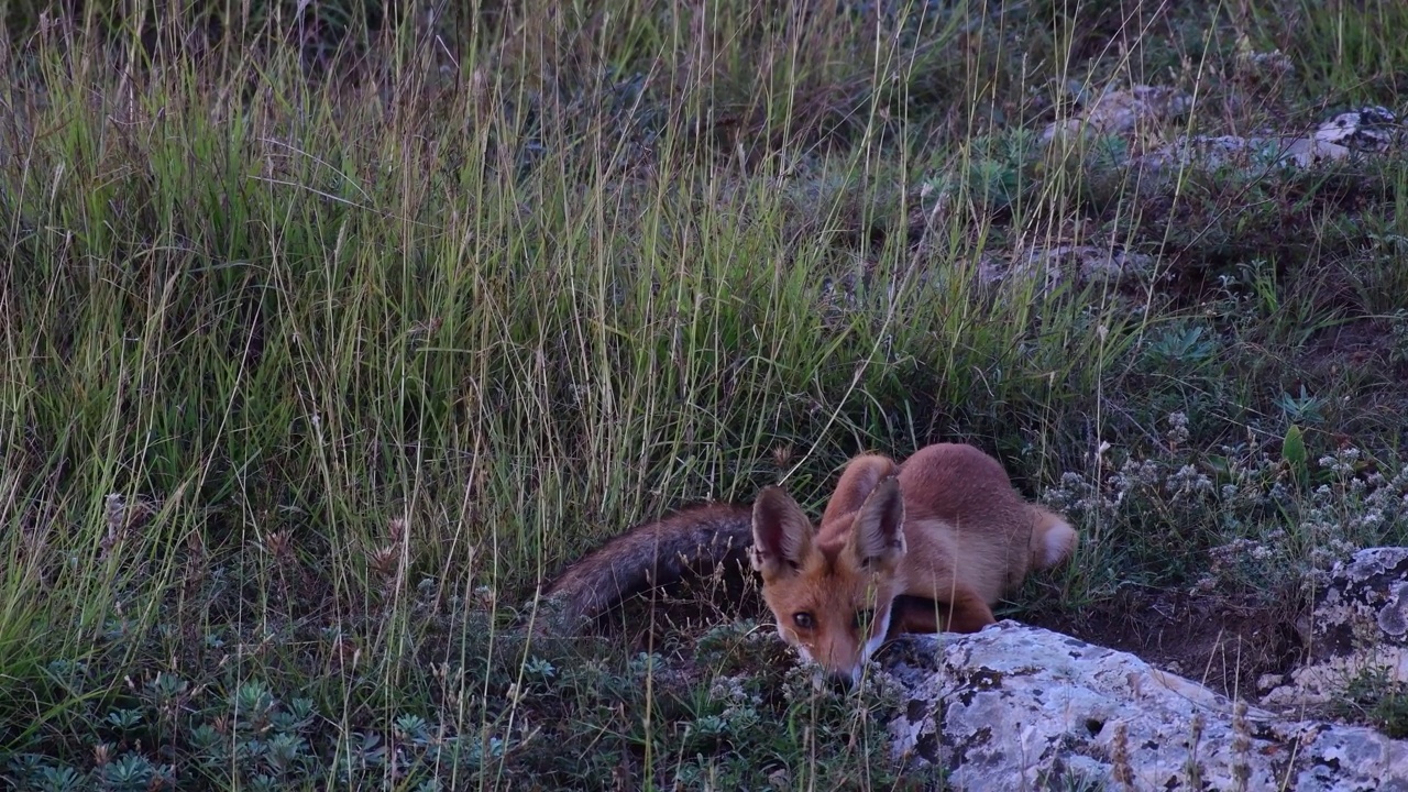 小红狐正坐在野外休息。Vulpes Vulpes视频素材