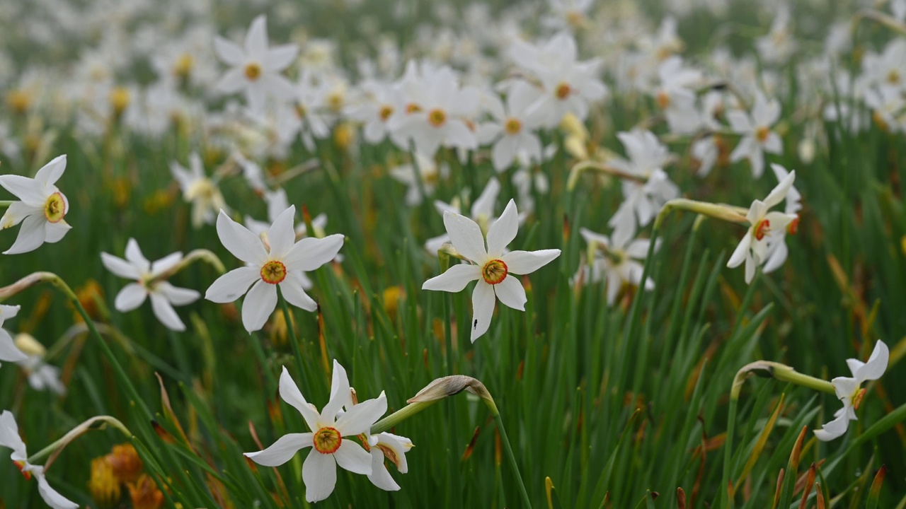 水仙radiiflorus。瑞士的水仙。野生白色水仙花盛开。诗人的水仙花。诗人的水仙。纳尔吉斯。视频素材