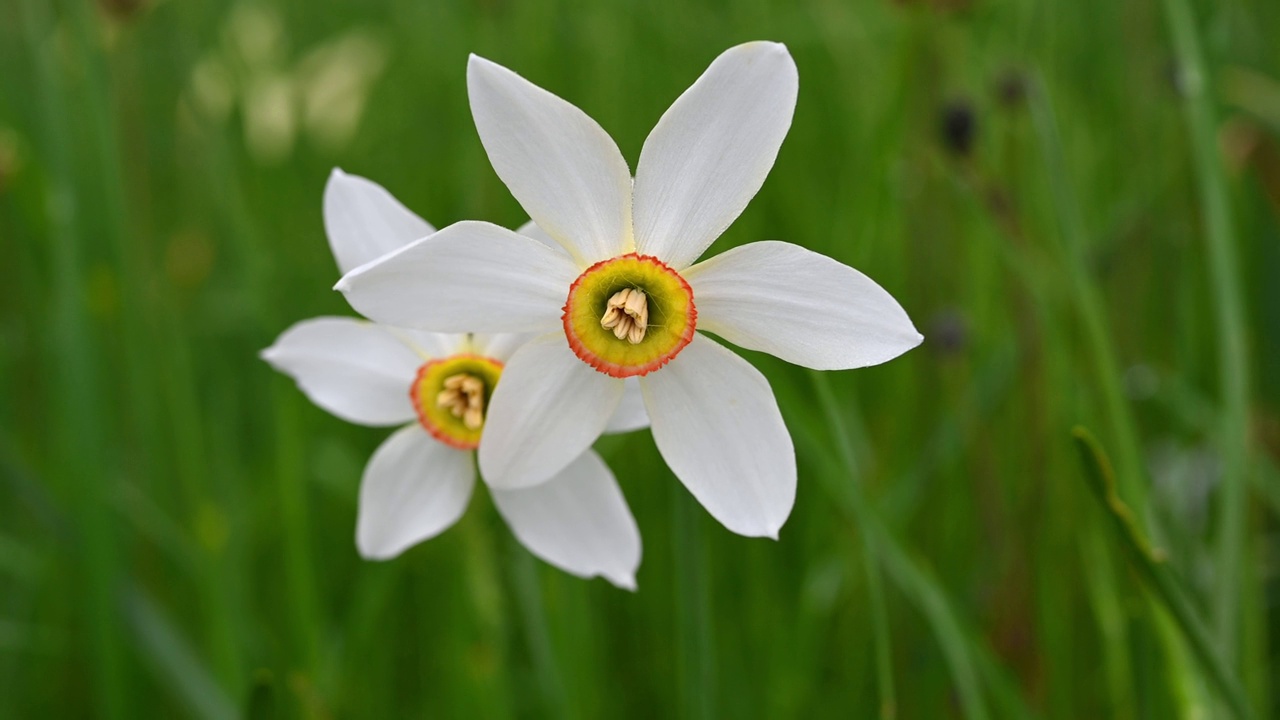 水仙radiiflorus。瑞士的水仙。野生白色水仙花盛开。诗人的水仙花。诗人的水仙。纳尔吉斯。视频素材