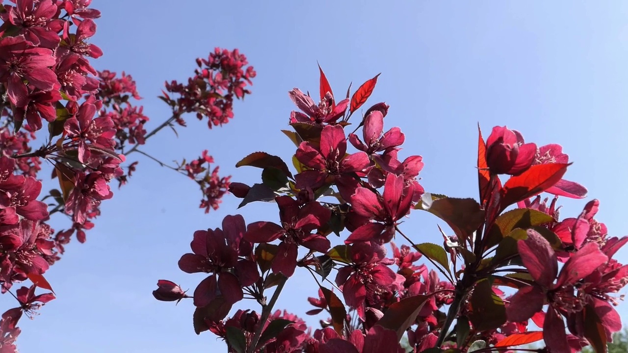 粉红色的苹果树花映衬着蓝色的天空。春天的概念。视频素材